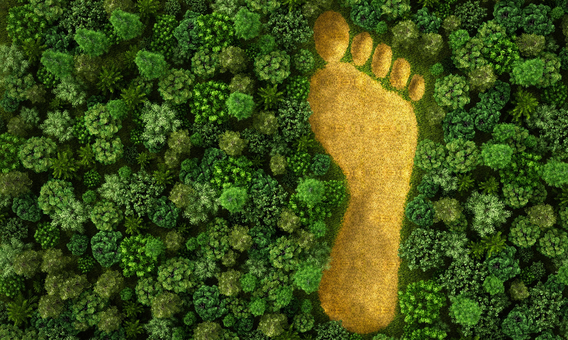 Carbon Footprint Spinergy